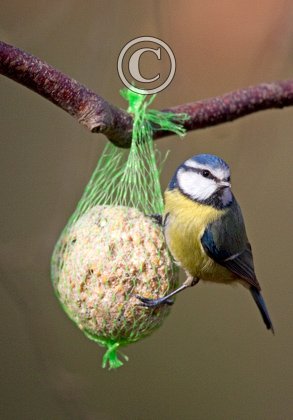Blue Tit on a Fat Ball DM0174
